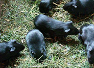 黑豚鼠养殖的分栏饲养技术